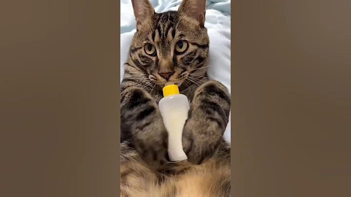 Video 11767701: cat kitten pets funnycat, pet animal funnycat cats, kitten cute pets funnycat, cat kitten pets funny, feline