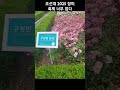 조선댜 장미 축제 너무 덥다