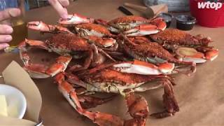 Picking crabs with WTOP