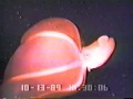 view Cephalopod video: Stauroteuthis syrtensis digital asset number 1