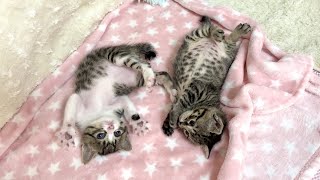 生後25日 予想外のハプニング続出でてんてこ舞いの1日【山菜兄妹#24】A Day in the Life of Kittens with Unexpected Happenings.