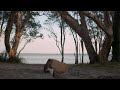 Fall asleep at Lake Cootharaba, QLD | Guided meditation (20 mins)