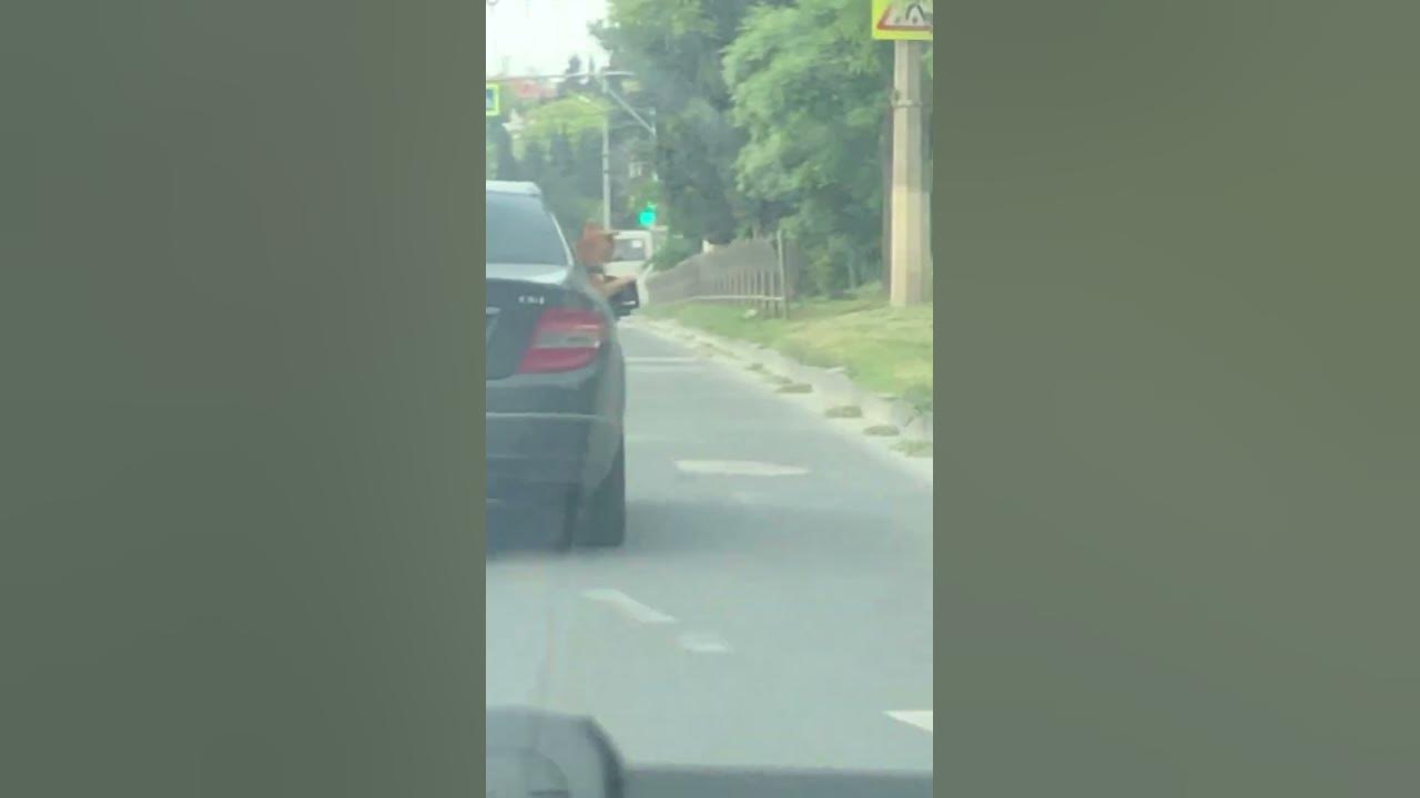 Деловая собака называется - YouTube