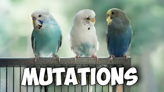 Exploring Rare and Common Budgie Mutations