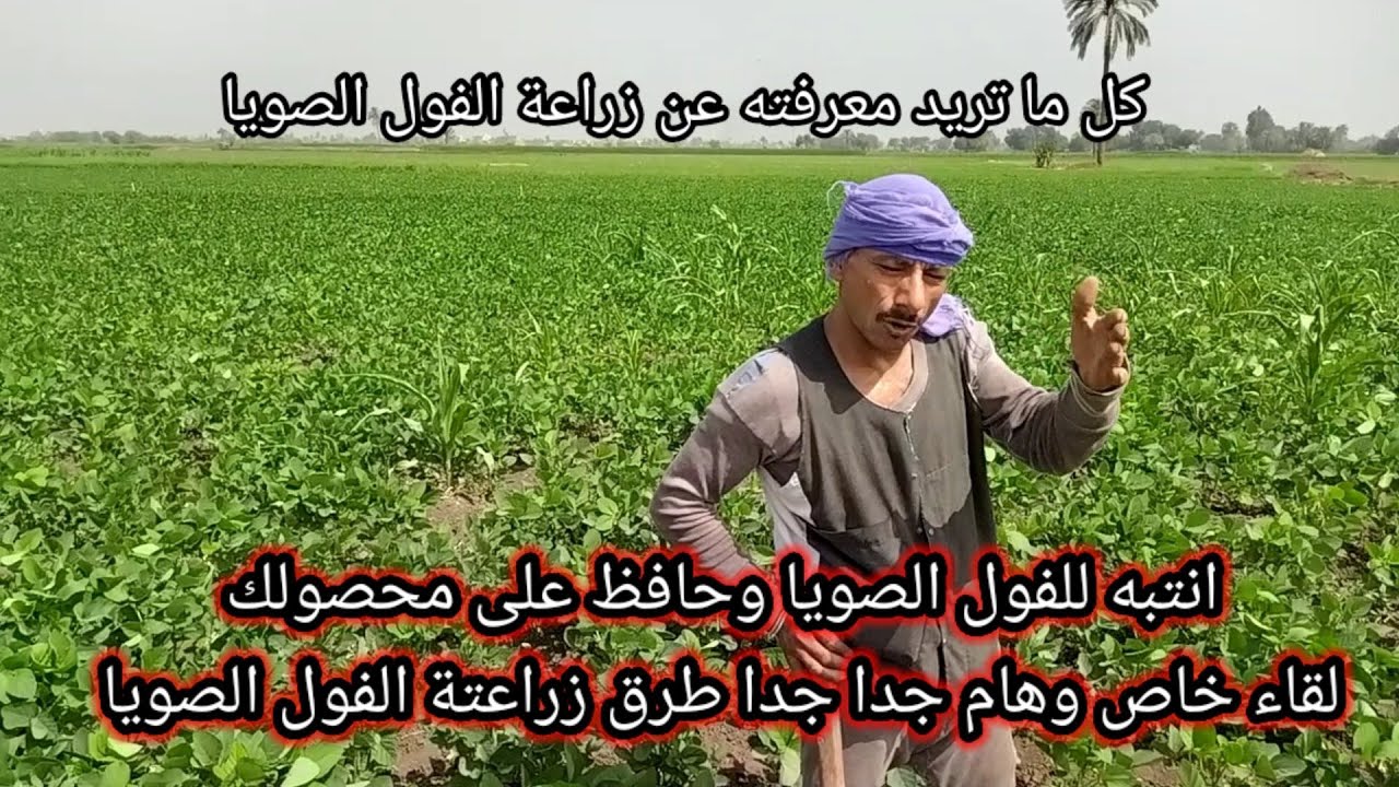 لقاء هام جدا مع أحد المزارعين المحترفين وطرق زراعة الفول الصويا ومده الفطم وموعد الري والمبيدات