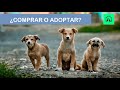 ¿COMPRAR O ADOPTAR MASCOTA?