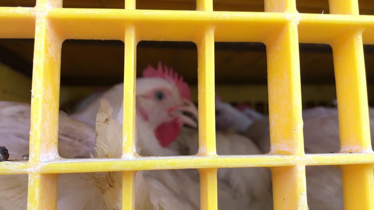 Slaughterhouse truck carrying thousands of live chickens intercepted by