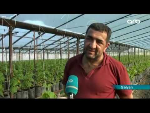 Video: Beynin güzgü neyronları və ya bir düşüncənin xəstəni necə ayağa qaldırdığı