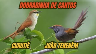 Duas lindas aves cantando livres, o curutié e o joão teneném.