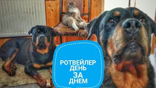 СУББОТНИЕ РОТВЕЙЛЕРЫ И КОТ ШУНЯ.Воспитание и дрессировка СУББОТНИЕ РОТВЕЙЛЕРЫ И КОТ ШУНЯ.Воспитание и дрессировка