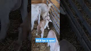 Baby Goats Will Take Advantage Of Any Situation Where Milk Is Involved. Is This Her Baby Goat?