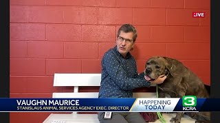 Stanislaus Animal Services offering free adoptions on several of its animals