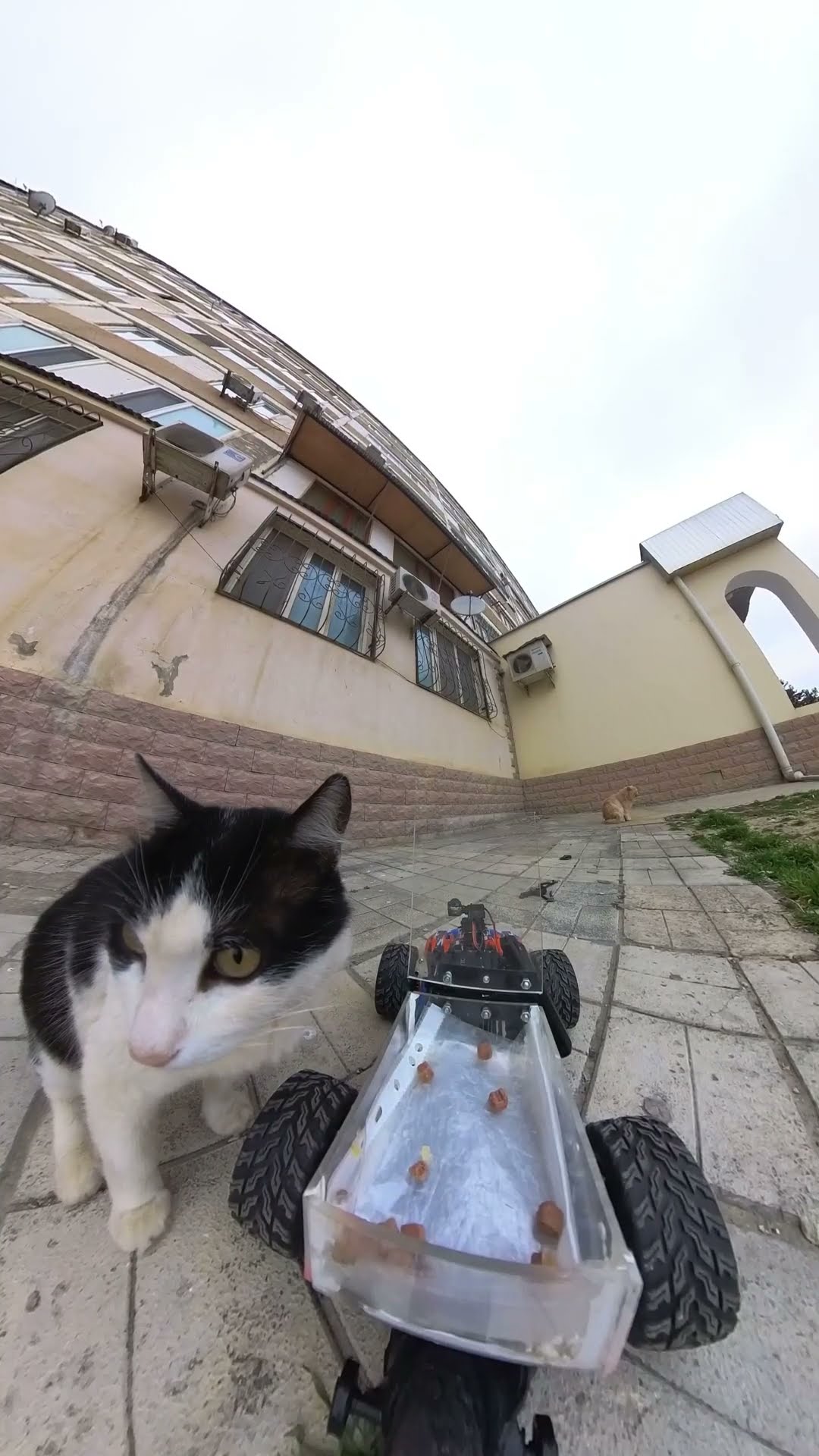RC Box Car Feeds Stray Cats In Kazakhstan || ViralHog