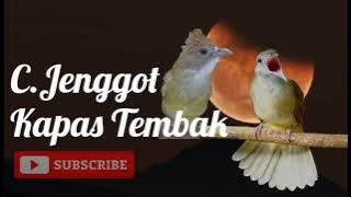 Cucak Jenggot dan Kapas Tembak Masteran Kasar Murai Batu #masteranburung #muraibatu #cucakjenggot