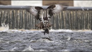 2023 Audubon Photography Awards: Video Category Honorable Mention