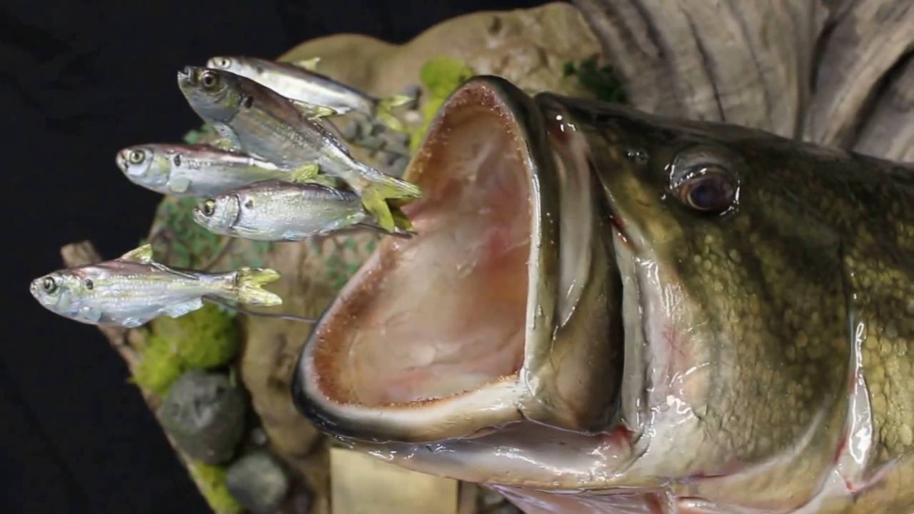 Largemouth Bass Mount YouTube