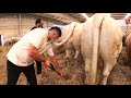 Vacas Raza Charolesa y Blonde  d ´Aquitaine En Feria Salamanca 2021