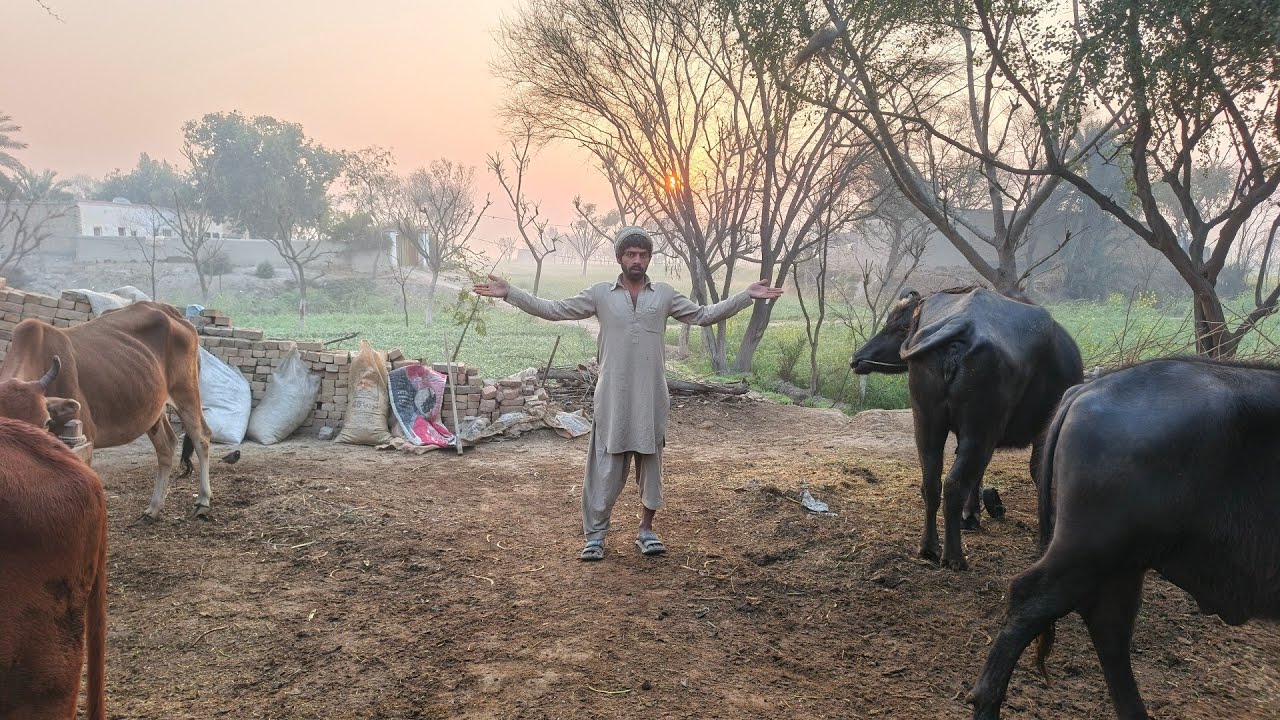 Roza rakhne ke bad Mal maveshiyon ki dekhbhal karna aur unko chara dalna Kitna Mushkil Hota Hai🐄🐄