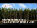 Белгородская сосна — самая дорогая сосна в мире