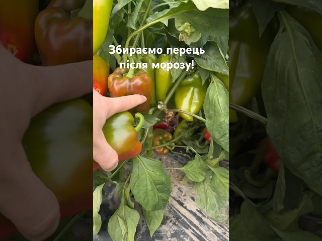 🌶️ Збираємо перець Навігатор після морозів — і він нас просто вражає!