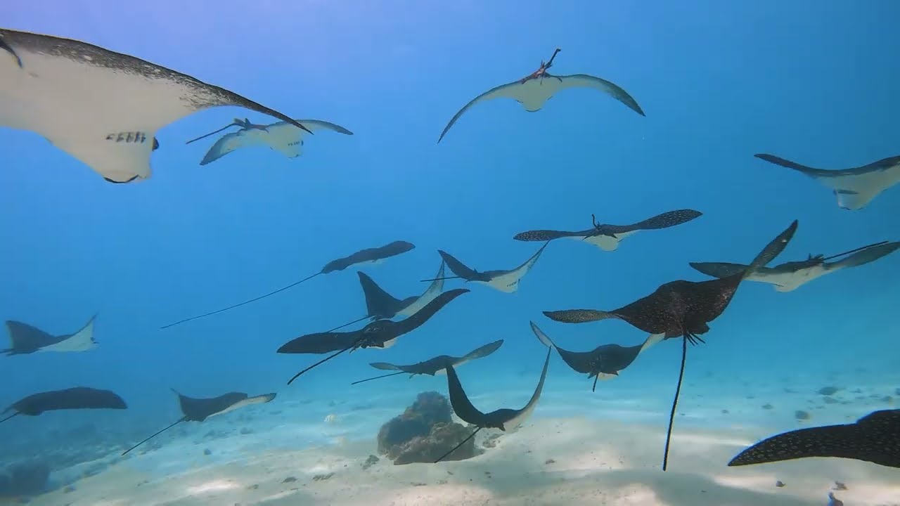 Marine Treasures: A Year of Adventures in Moorea- French Polynesia with Enjoy Boat Tours 🌊🚢🐋🐬🦈🐢
