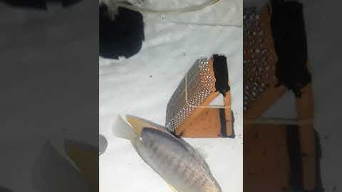 Cá dĩa đẻ/ cá dĩa đẻ hoài không đậu