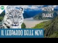 il LEOPARDO delle NEVI in SIBERIA - Moscow Diaries