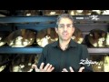 Zildjian Sound Lab  - Classic Orchestral Hand Cymbals