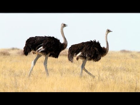 National Geographic Documentary Wild   THE BIGGEST BIRD ALIVE Its Ostrich   BBC Documentary History