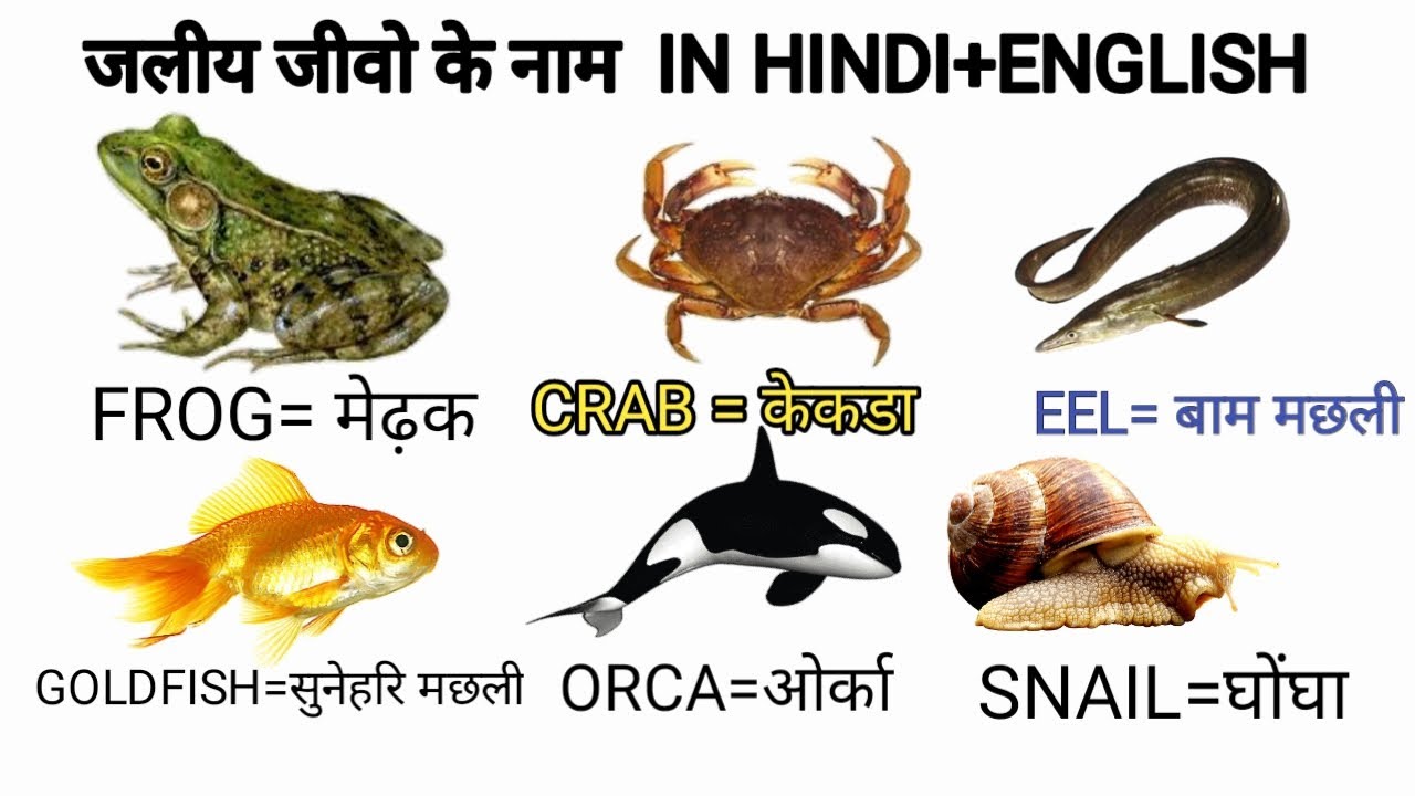 जलीय जीवो के नाम! Water Animals Name Hindi And English 20 Water Animals Name Chunmunkids