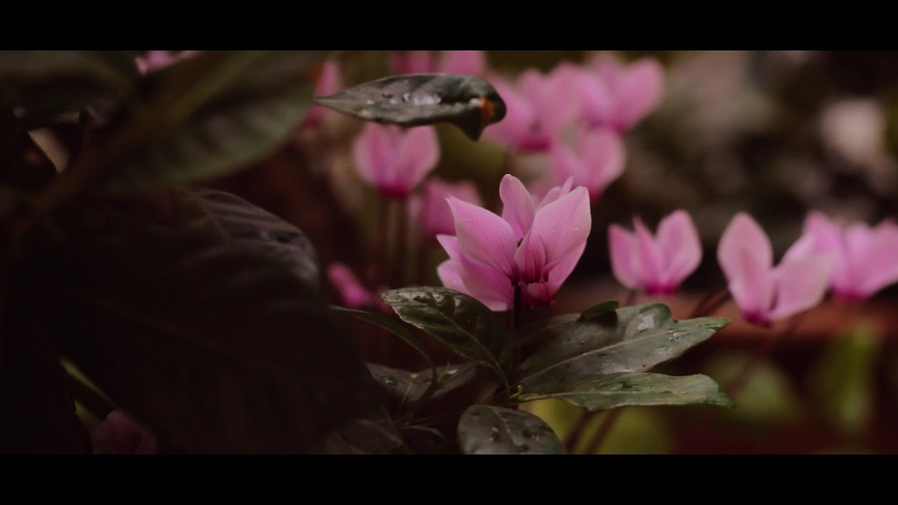EUPHORIA - (Cinematic video test with Canon 1300D)
