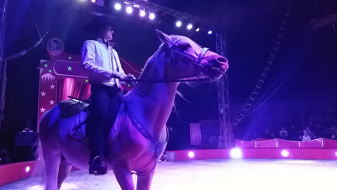 Le cirque Zavatta et son spectacle 2017 à fontenay-le-comte