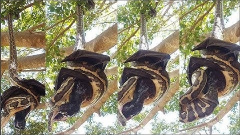 The incredible moment a snake and a bat fight to the death while hanging from a tree – so who do U