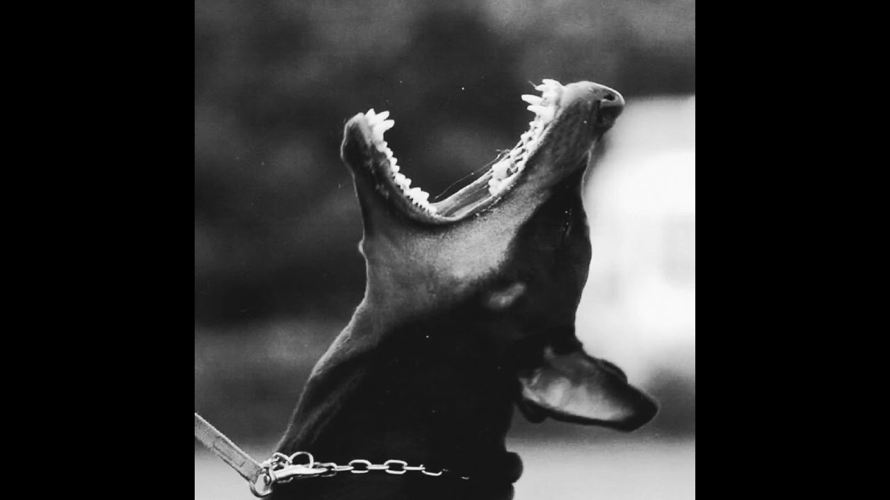 lifelikemoviee - Bark (Jungle/DnB/Breakbeat)