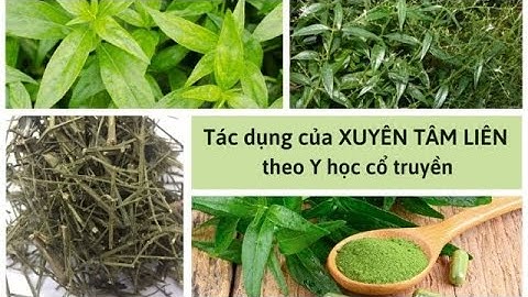 ĐIỆN BIÊN - Tác dụng chữa bệnh của cây Xuyên tâm liên | Vị thuốc quanh ta | ĐTV