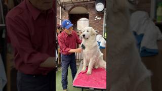 Lily リリー #greatpyrenees #todaysrunrun #グレートピレニーズ #今日のルンルン