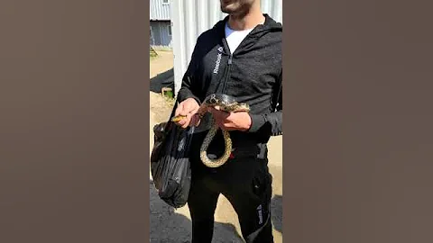 Укус Амурского полоза!
