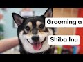 Grooming a Shiba Inu -- lots of undercoat!