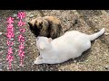 【完結編】モカのその後を、ご報告しなければなりません。