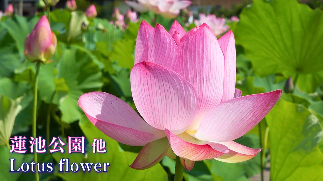 Великолепные цветы лотоса в парке Хасуике/Летние полевые цветы в парке Макино, Коти, Сикоку, Япония