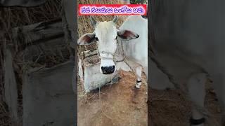 7794825369 #Ongolecow #forsale