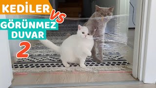 KEDİLER GÖRÜNMEZ DUVARA KARŞI (Bambam Yıktı Geçti) by MilaLuna 89,354 views 3 years ago 12 minutes, 56 seconds