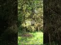 #Кукушка, кукушка, сколько мне жить осталось?