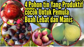 KHUSUS PEMULA..!! 4 JENIS POHON TIN YANG PRODUKTIF BUAH LEBAT DAN MANIS