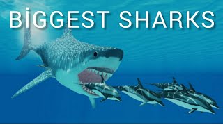 10 Biggest sharks in the Earth. Biggest sharks.