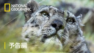 ビッグ・キャットと雪の王国 - 予告編 | ナショジオ