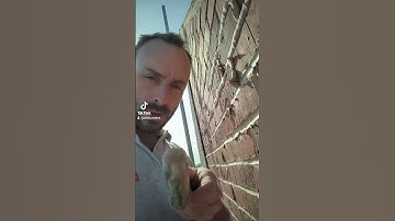 top tip for you when working with lime #lime mortar