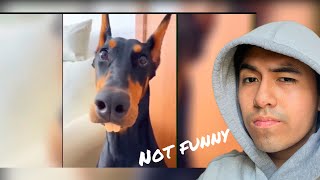 InsideOutHoodie Reacts To TRY NOT TO LAUGH ð       Best Funny Videos ð       Memes PART 5