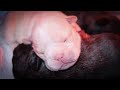 French Bulldog Puppies Natural Birth