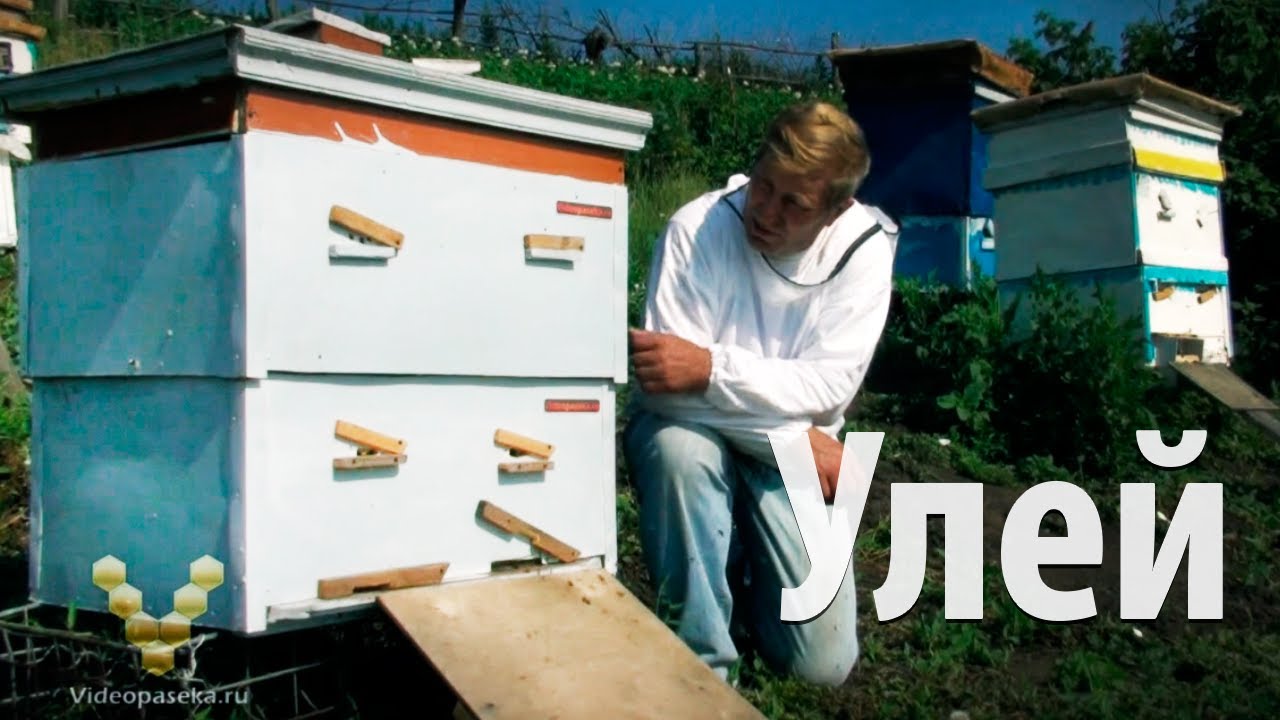 7 DVD — Строительство улья. Развитие семьи Видеопасека (1 час 29 минут)